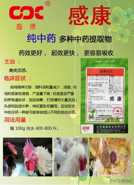 鸭中暑的最佳治疗方法,鸭中暑的症状怎么放血