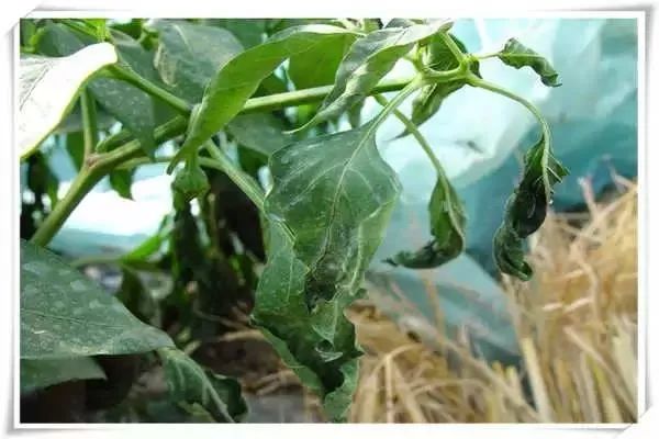 辣椒病害图谱大全大图,辣椒病害大全图片及防治方法