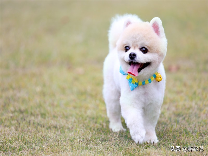 夏天泰迪狗狗生产注意事项,狗狗生产后需要注意什么