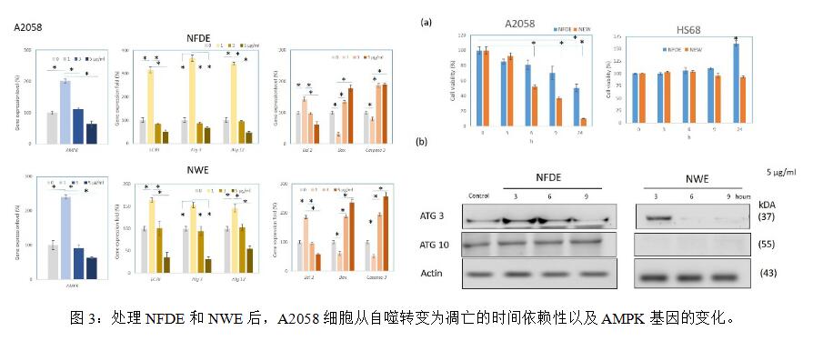 枯草纳豆芽孢杆菌功效与作用,纳豆枯草芽孢杆菌分泌的酶