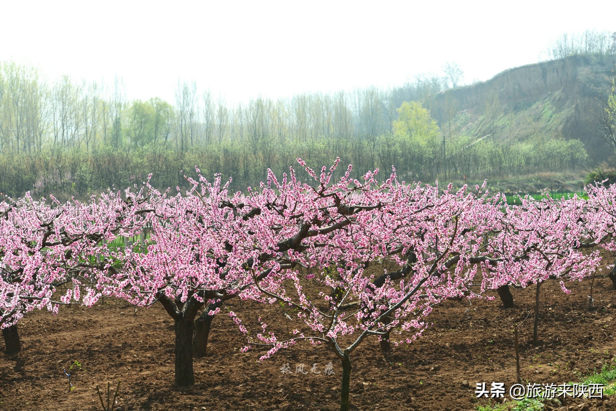 长安区王莽千亩桃园,西安王莽万亩桃花源