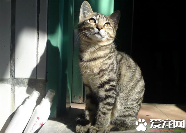 猫咪脱毛会不会长癣,猫咪长癣