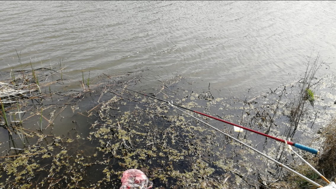 黄颡鱼除了蚯蚓还有什么饵料,黄颡鱼猪肝打窝测试