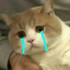 如此残暴的测评路子,这3款某宝销量火爆的宠物浴巾能否hold住?