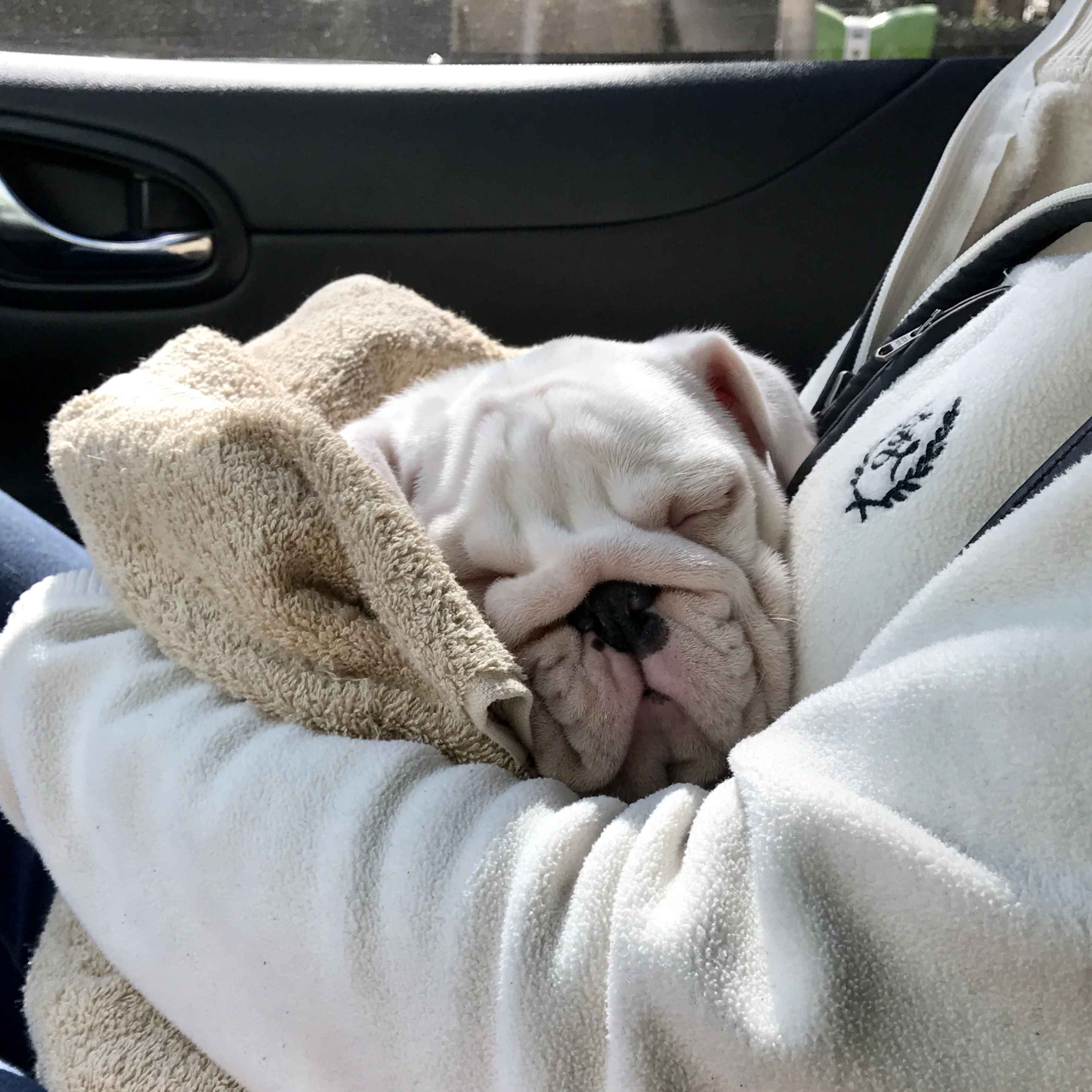 英牛的孕产记实——一场生死线上的考验