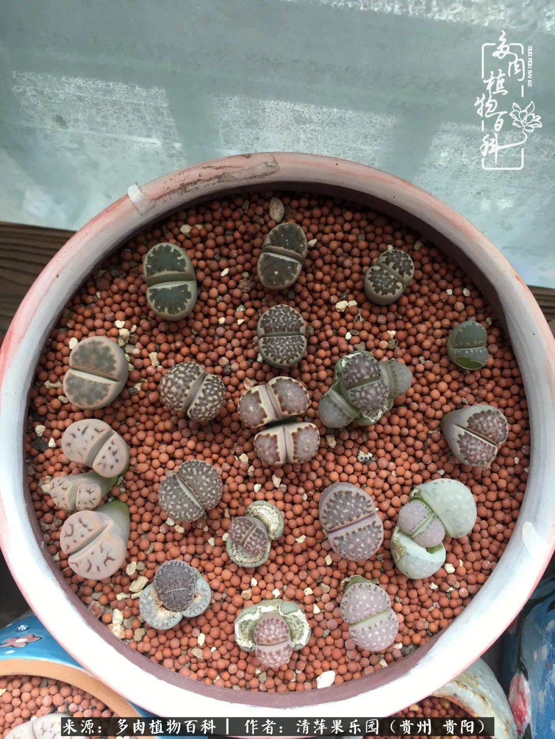 生石花庭院,晶莹剔透的生石花