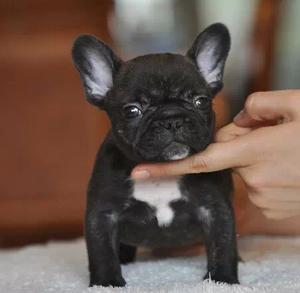 为什么说法国斗牛犬“难养”？这5点，养过的都深有体会