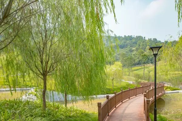 人少还免门票！深圳这片5000000㎡新公园美翻了，“神仙花谷”