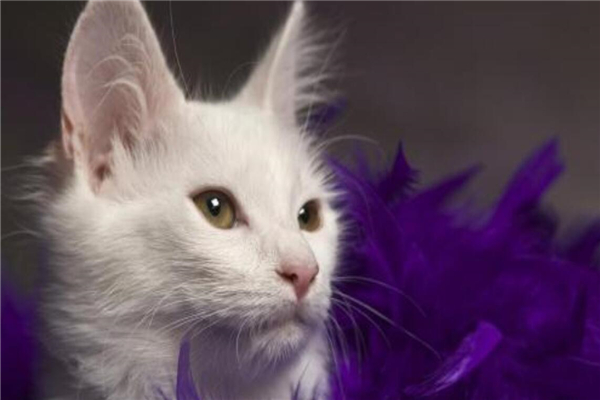 安哥拉猫适合吃什么猫粮,幼年波斯猫吃什么猫粮