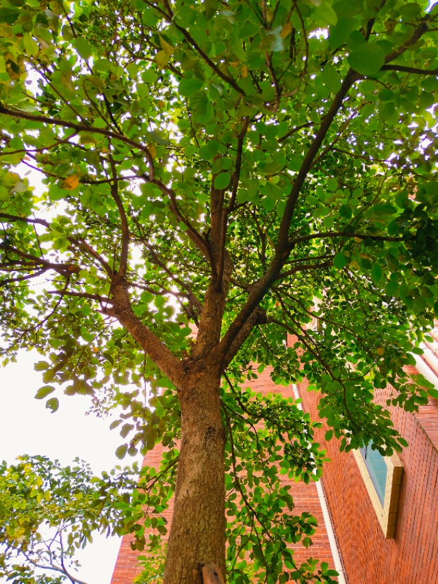 古镇居乐,古城宜居