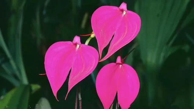 奇花异草图片,奇花异草的赞美句子