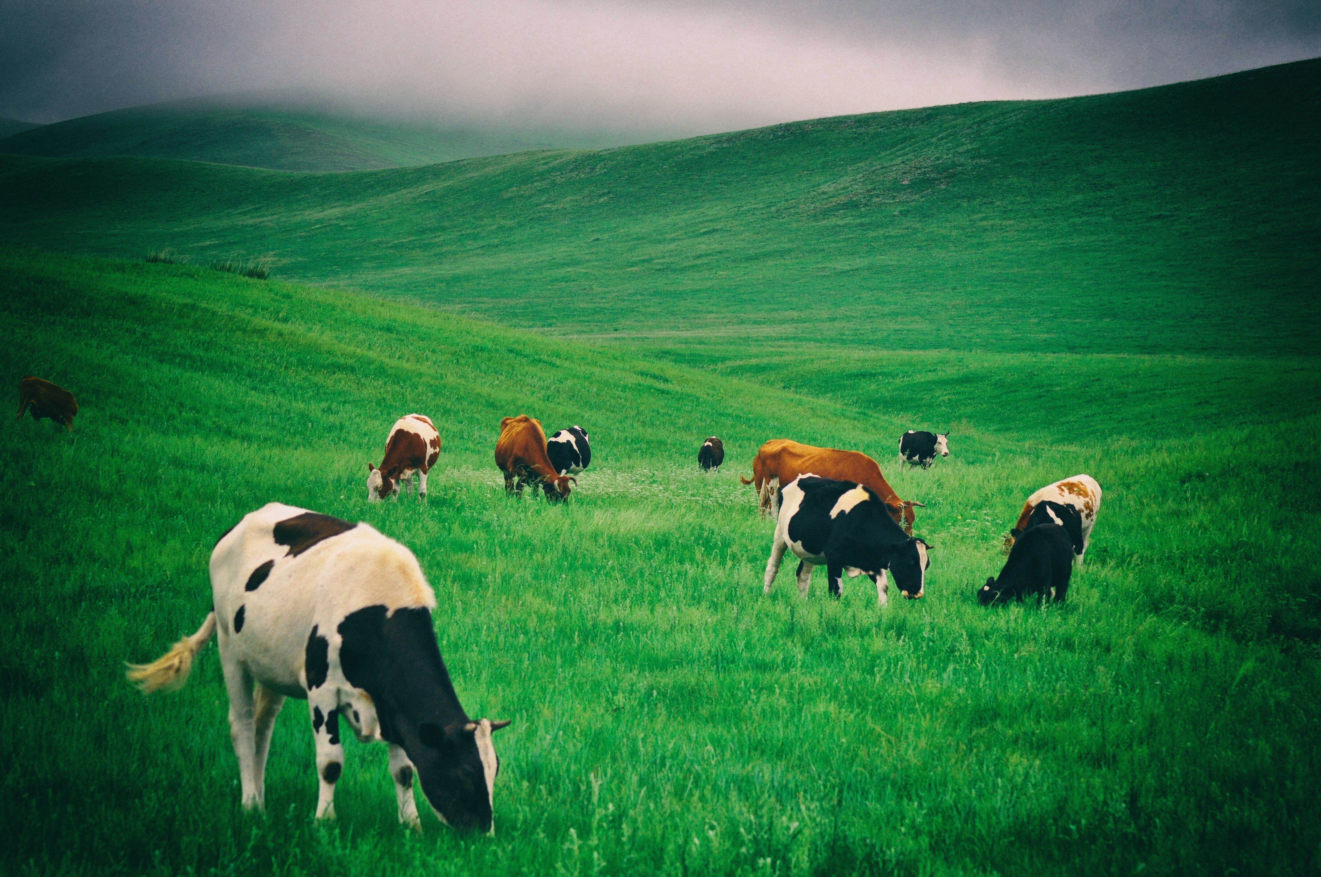东北游记攻略,东北游记最新视频
