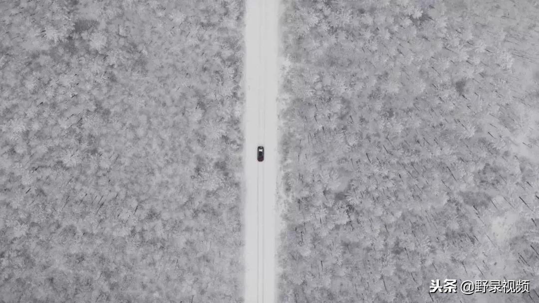 敖鲁古雅原始部落驯鹿喂草,敖鲁古雅驯鹿旅行