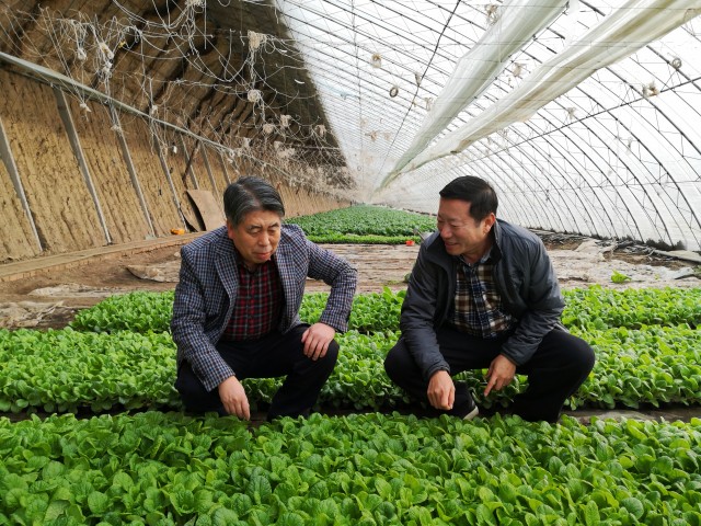 黄金白菜的种植技术,黄金玫瑰白菜种植