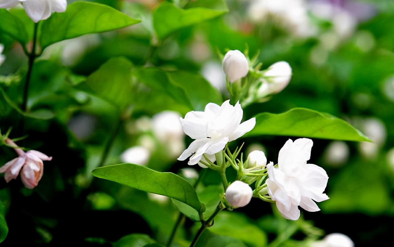 如何选择家中花卉植物盆栽,家庭常见的盆栽花卉的养护与管理