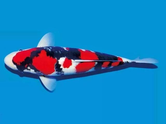 给锦鲤喂食,给锦鲤喂蔬菜好不好