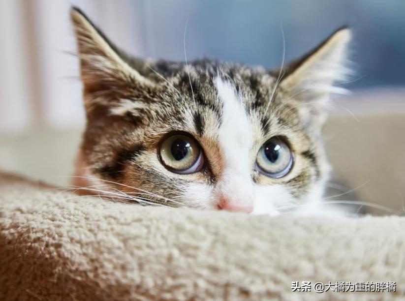 如果猫咪在家里乱蹦乱跳会怎么办,如果你家猫咪调皮怎么办