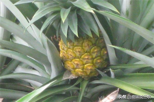 菠萝的种植技术和施肥方法,菠萝种植技术教程