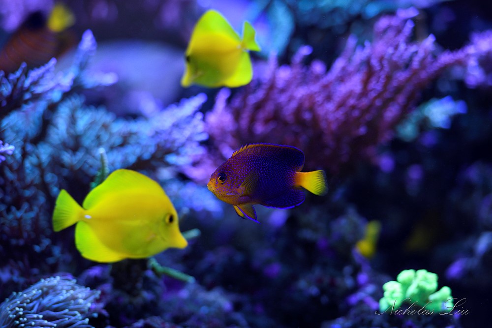 经典海水礁岩生态缸分享，180×120×60厘米三面观赏海缸