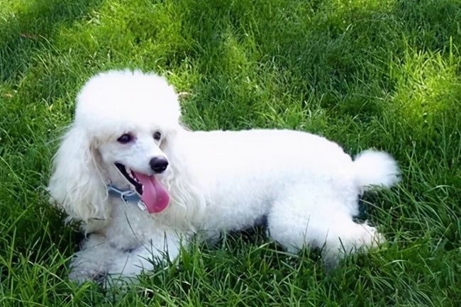 贵宾犬牙齿掉完还可以活多久,贵宾犬八岁开始掉牙正常吗