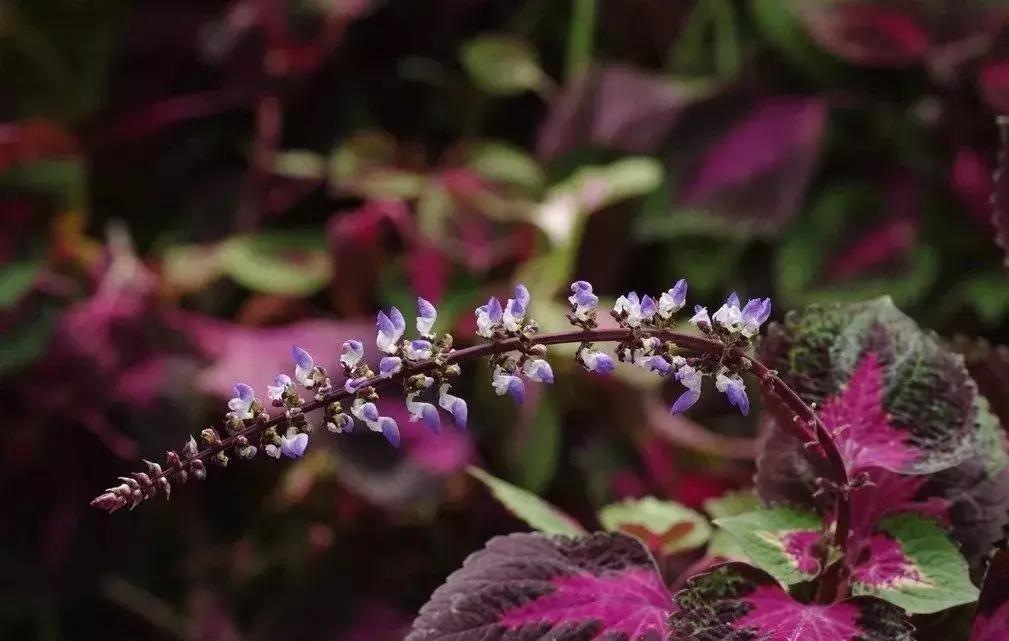 吃螃蟹必备的神奇香草，竟然有着这么美的名字