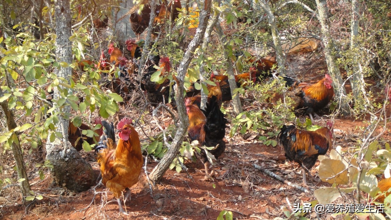 鸡嗉囊胀好大里面都是谷子怎么办,鸡胀嗉子发硬很严重怎么治疗