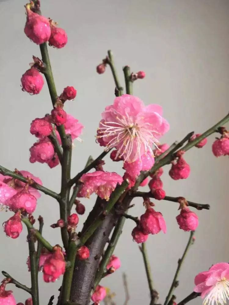 养梅花的技巧,寒梅的养殖方法