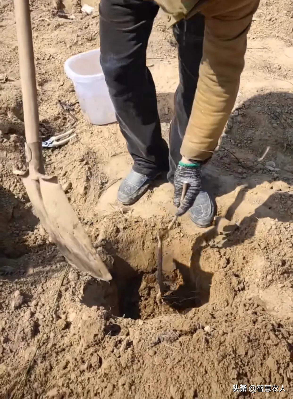 桃树怎么提高挂果率,如何有效提高桃树扦插成活率