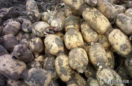 买莲藕怎么选最好糯,买莲藕怎么选