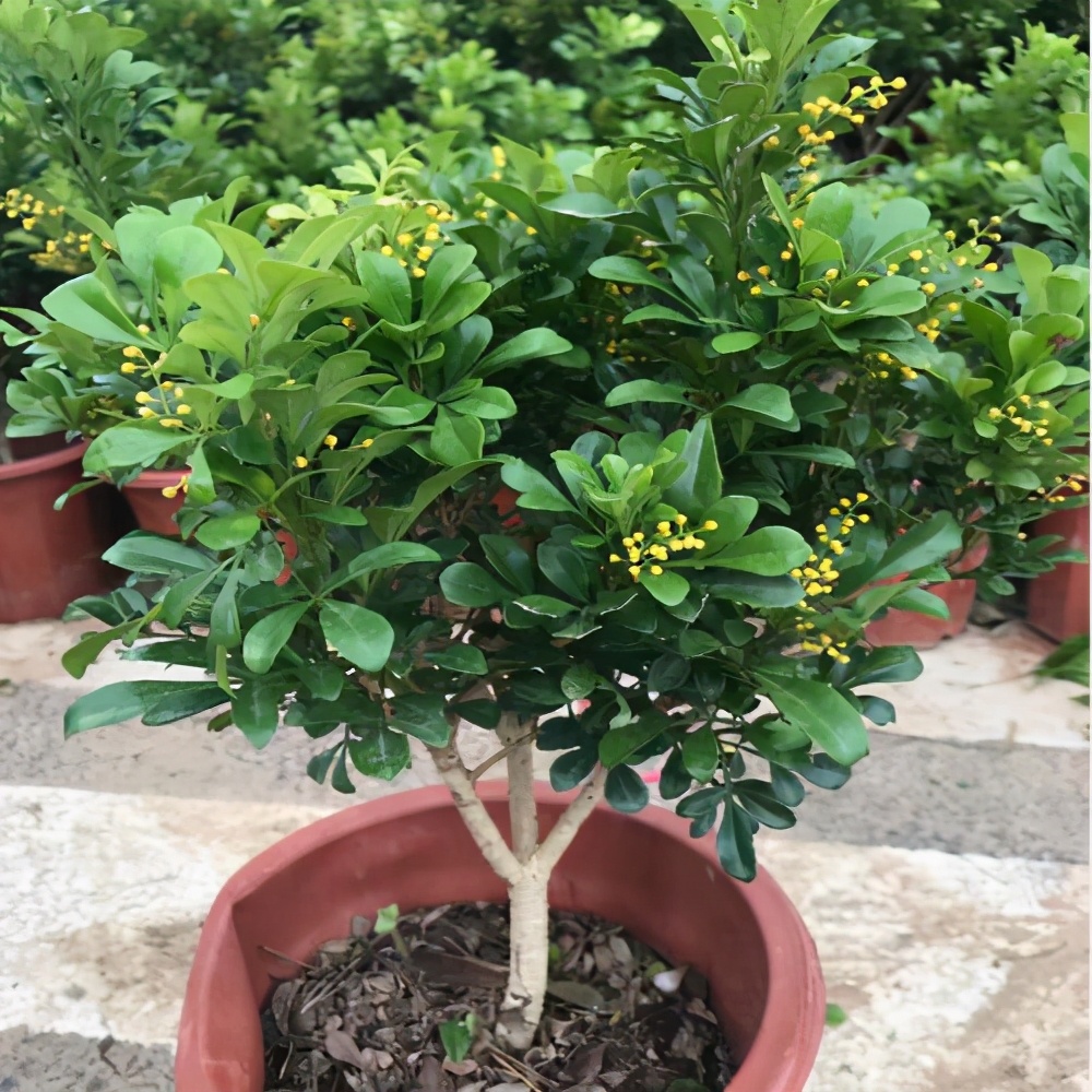 米兰花怎么养才香甜好看,米兰花怎么样养才能香味浓郁