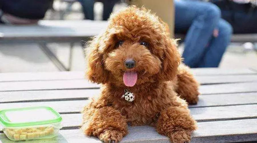 泰迪和贵宾的来历,贵宾与泰迪是一个品种吗