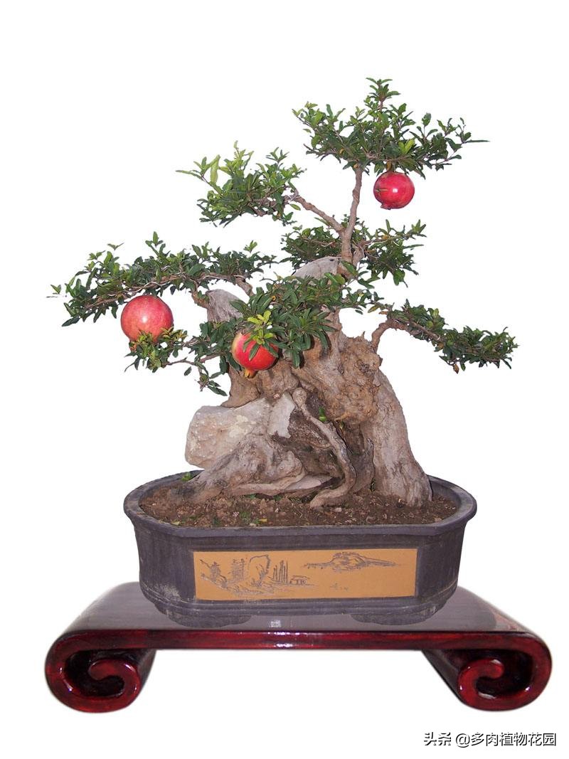 在家种果树苗,在家种植石榴籽