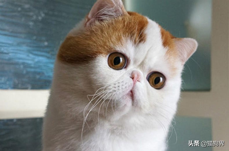 对付猫咪掉毛,如何应对猫咪