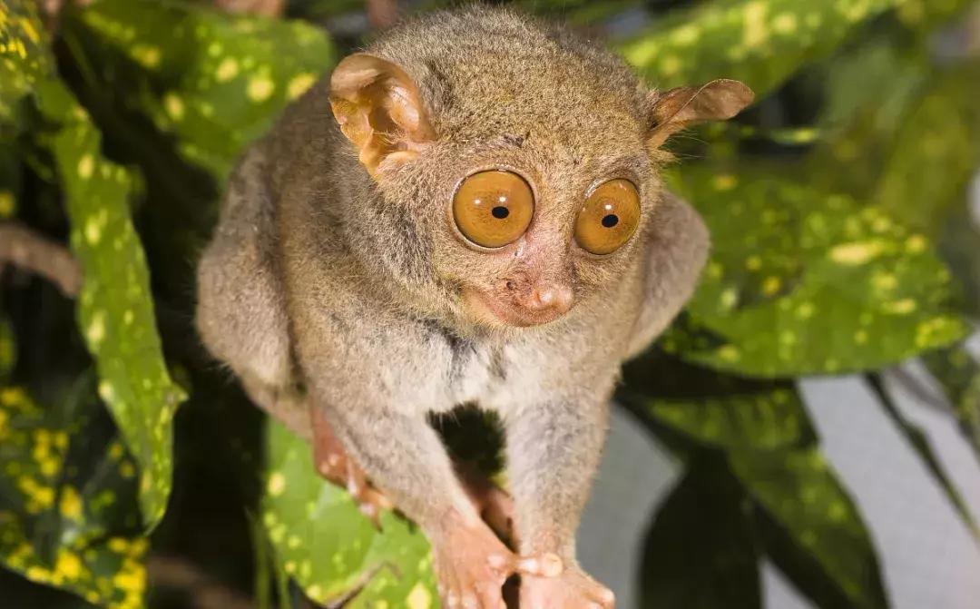 有个岛国，比美马代，比海南便宜，机票500起！