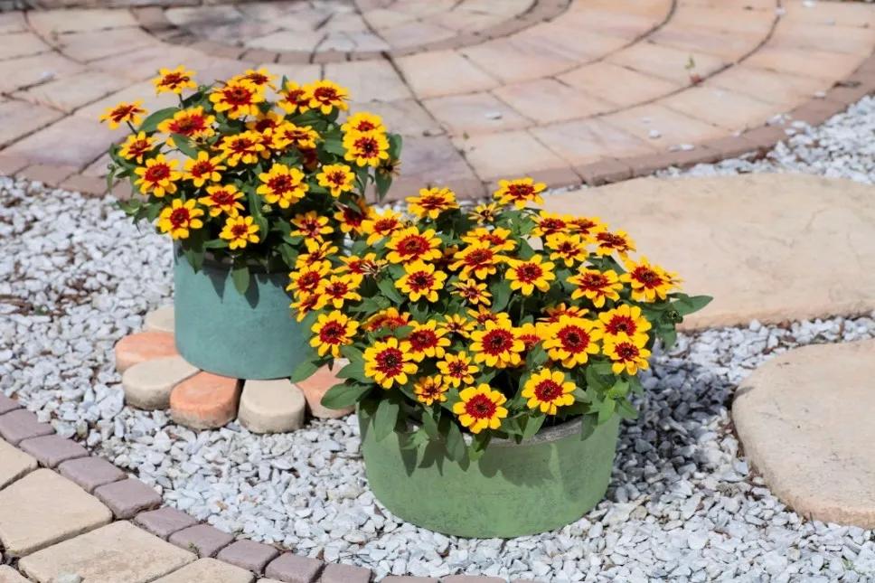 这43个来自世界各地的新品种,快来看看有没有你的菜