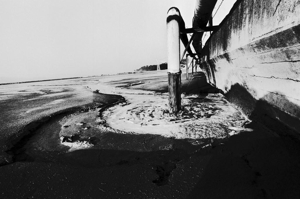 65年前在日本爆发的怪病,1952年日本猫自杀事件