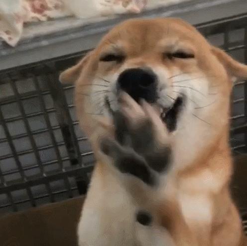 如果狗狗不慎被咬伤，作为家长该怎么办？