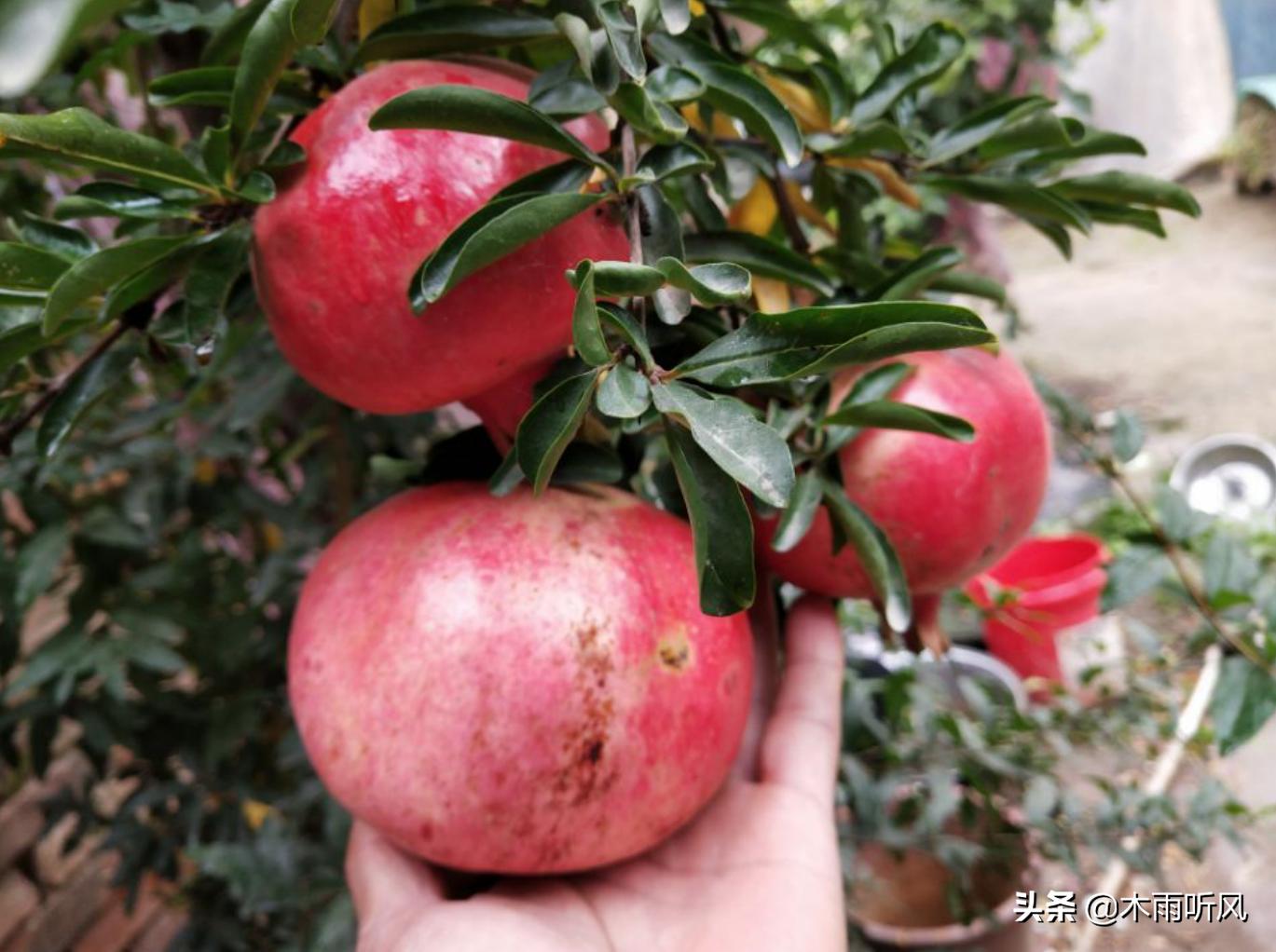 石榴树一般要几年才能开花结果呢,石榴树开花期怎样管理才能结果