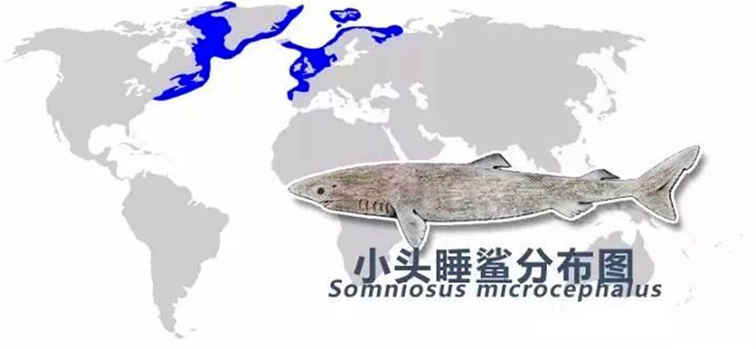 活到156岁才能繁衍后代，眼睛被寄生虫吞噬，啥也看不见