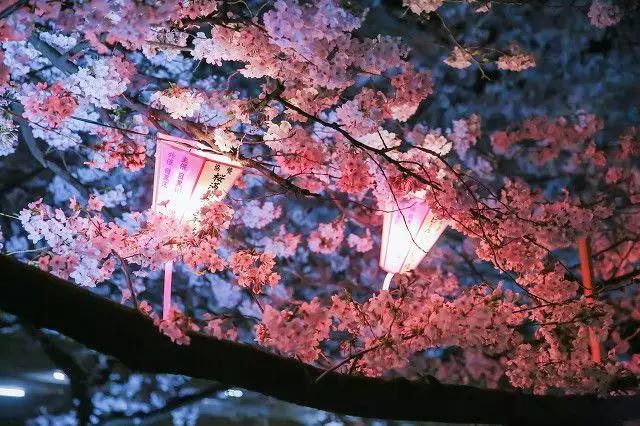 樱花前线2022年,2022第一场樱花