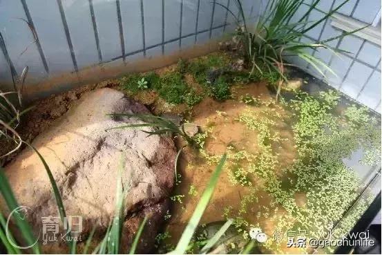 黄缘龟新手指南,怎么挑选黄缘龟