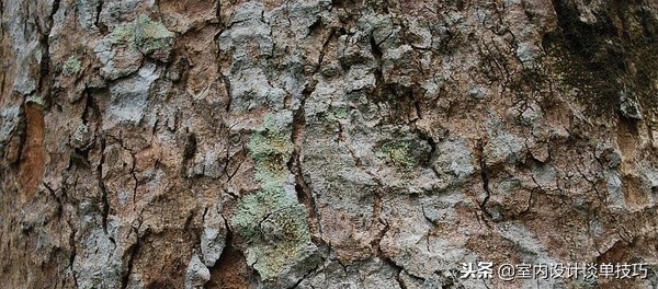 哪种木材的木纹最美丽呢图片,各种木材木纹图片欣赏大图