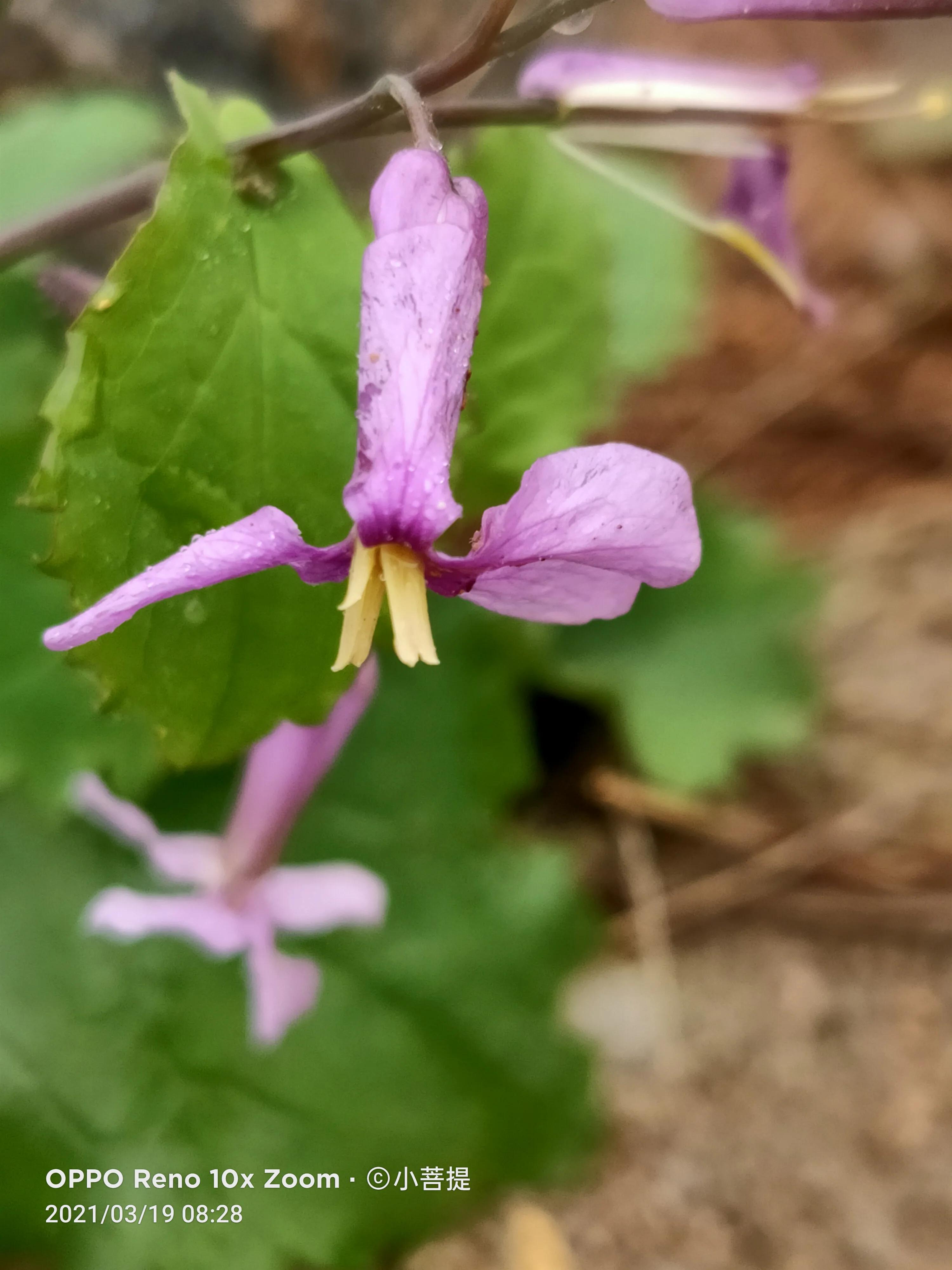 这种植物为成就蜀国屡次北伐功不可没