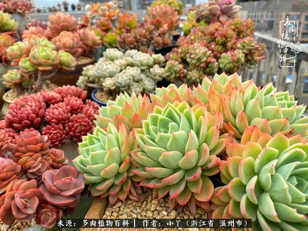 祖上无院家里无矿，一腔浪漫情怀付诸楼顶造花