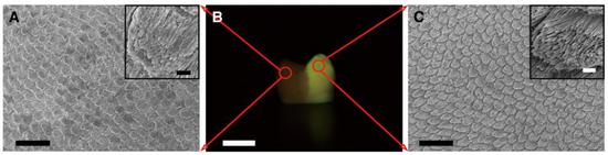 神奇的治牙药水,牙齿修复液可以修复根断的牙齿吗