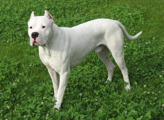 雪白的追猎者，野猪克星。阿根廷杜高！！