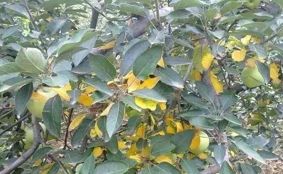 苹果树黄叶病,苹果树黄叶病怎么治疗