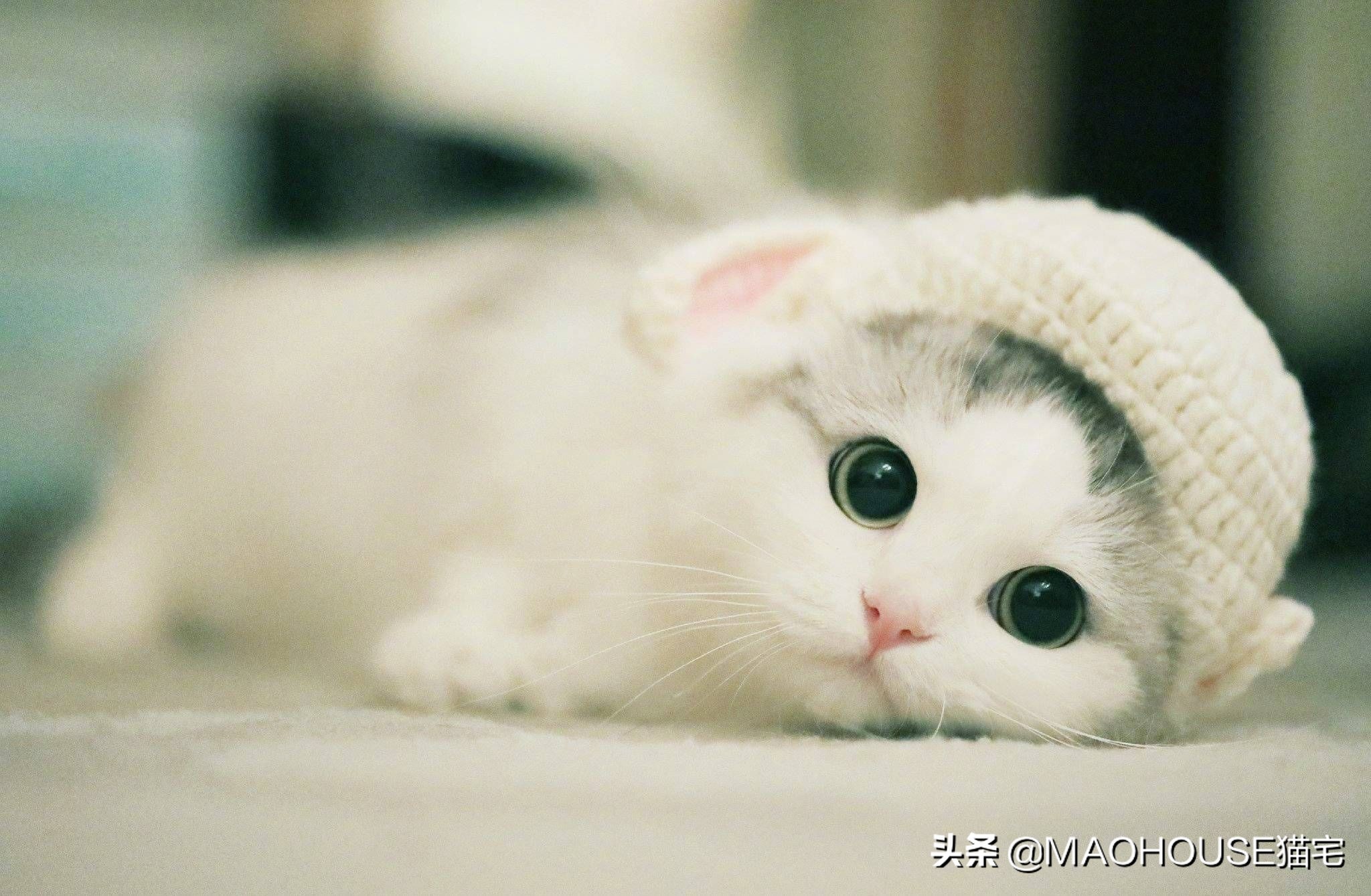 寄生虫比较严重的猫怎么驱虫,猫寄生虫怎么治