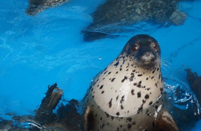 大连滨海路几月最美,大连最美季节