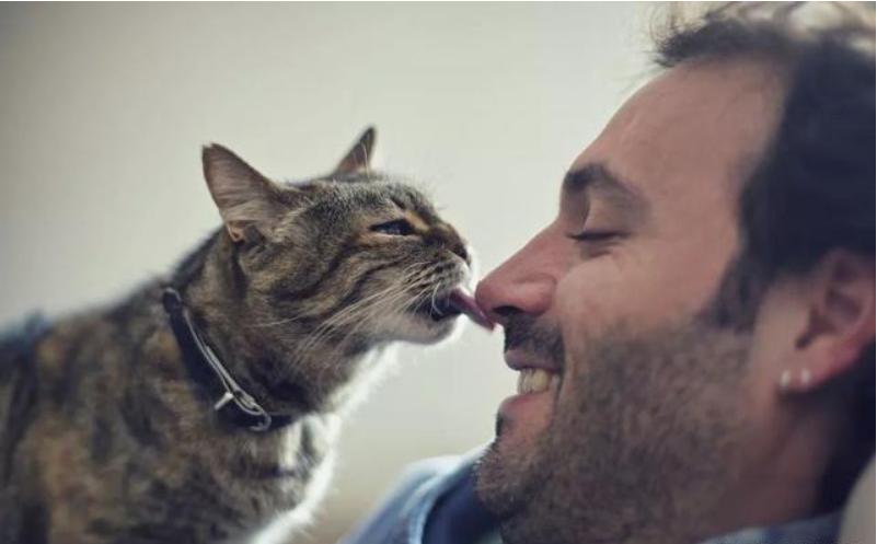 猫咪舔自己的尾巴尖什么原因,猫咪一直舔毛是什么原因